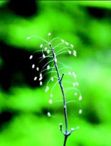 优昙婆罗花(草本植物)