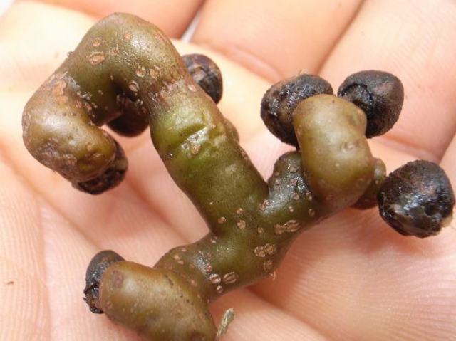 拐枣(鼠李科枳椇属植物)