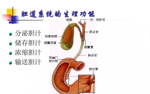 胆汁(肝细胞分泌的分泌液)