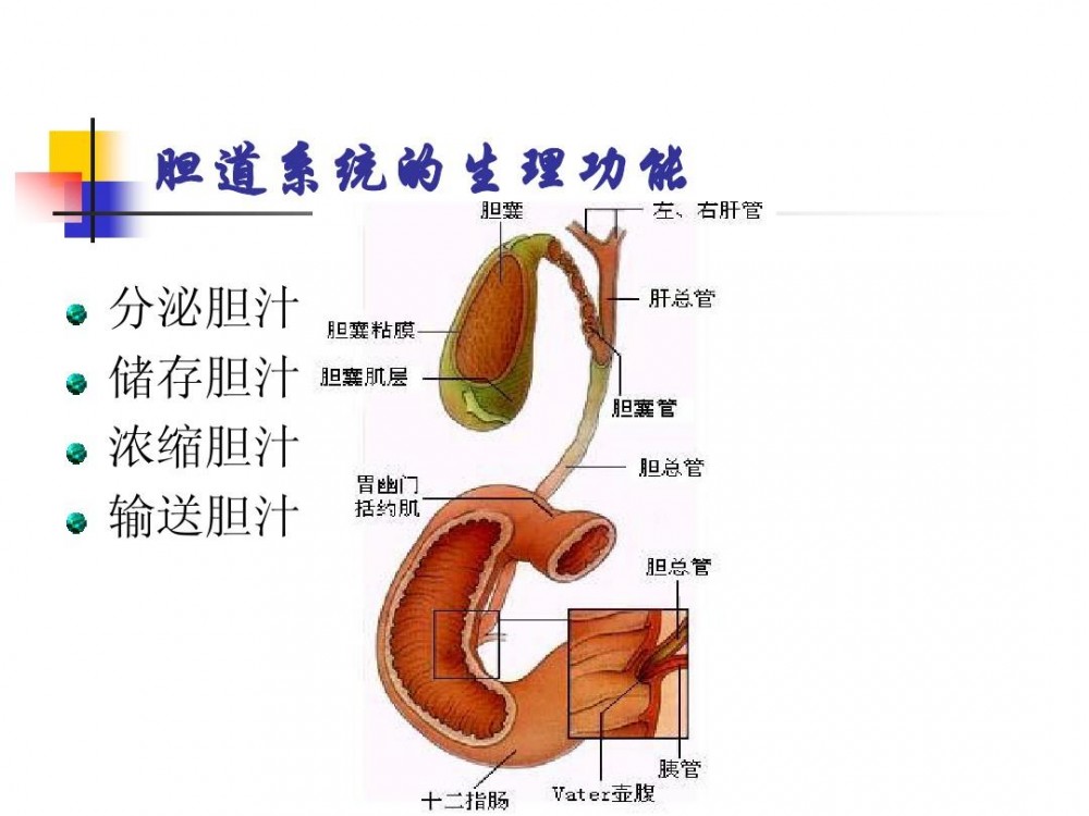 胆汁(肝细胞分泌的分泌液)