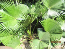 棕榈(棕榈科棕榈属植物)