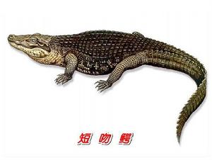 短吻鳄(鳄目短吻鳄科动物)