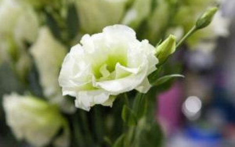 洋桔梗(多年生植物)