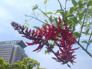 海红豆(豆科海红豆属植物)