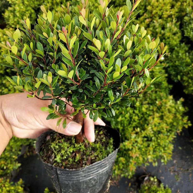 赤楠(桃金娘科蒲桃属植物)