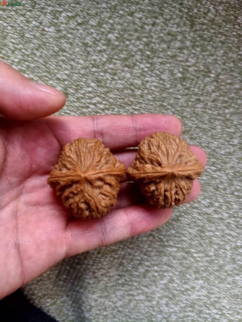 南疆石(核桃品种)