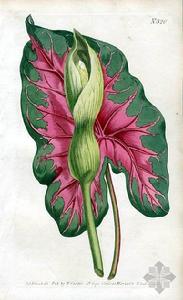花叶芋(为新近流行的室内观叶植物)
