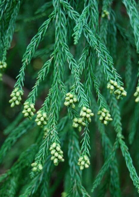 柳杉(杉科柳杉属植物)