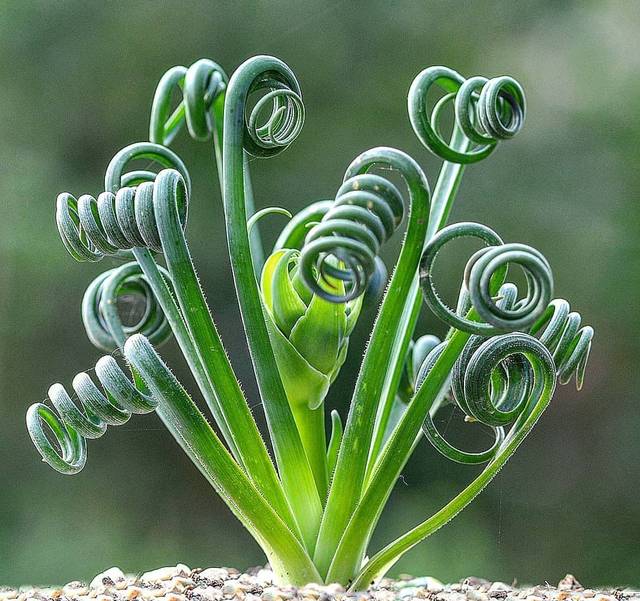 弹簧草(天门冬科哨兵花属植物)