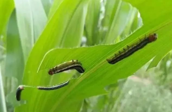 玉米粘虫(玉米作物虫害中常见的主要害虫之一)