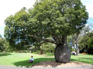 瓶子树(锦葵科纺锤树属植物)