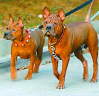 重庆犬(哺乳科动物特种犬)
