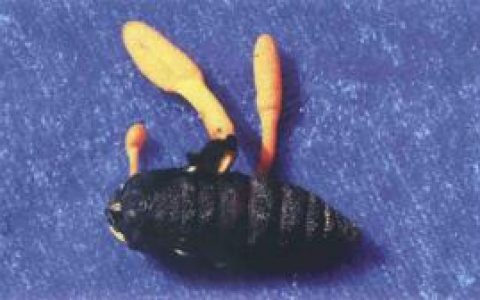 蛹虫草(麦角菌科虫草属真菌)