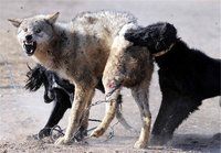 猎犬(用以辅助打猎的狗)