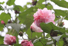 花木(花卉苗木简称、古代儿童的启蒙读物)