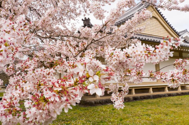 日本樱花(蔷薇科樱属植物)
