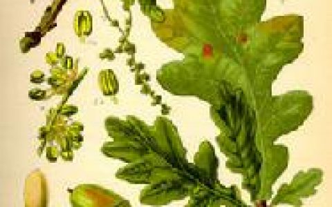 栎树(夏绿或常绿乔木)