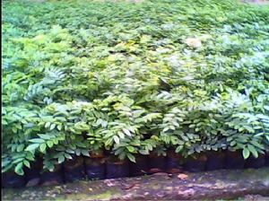 降香黄檀(豆科黄檀属乔木)