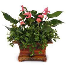 粉掌(常绿草本花卉)