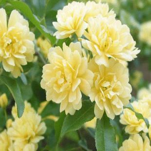 十里香(芸香科九里香属植物)