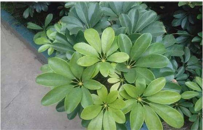 鹅掌木(多蕊木族鹅掌柴属植物)