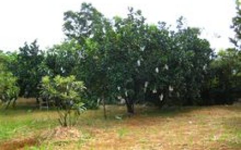 柚子树(芸香科柑橘属植物)