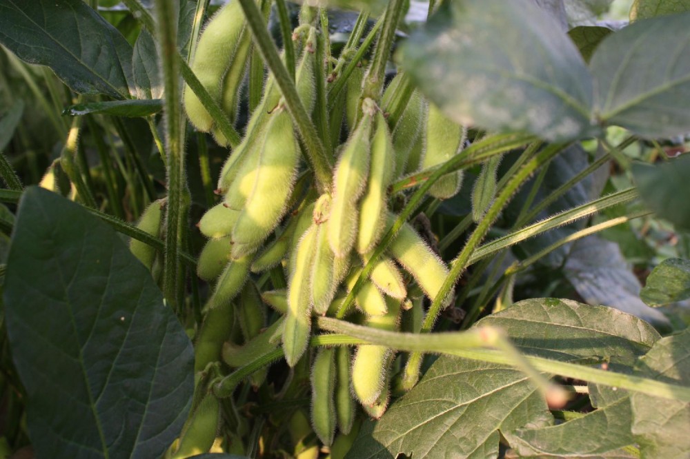 大豆(豆科大豆属植物)