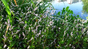 水蓼(蓼科蓼属植物)