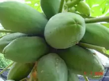 番木瓜(番木瓜科番木瓜属植物)