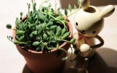 珍珠吊兰(菊科千里光属多肉植物)