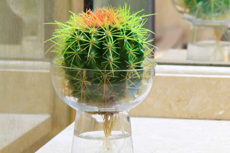 水培仙人球(仙人掌科植物)