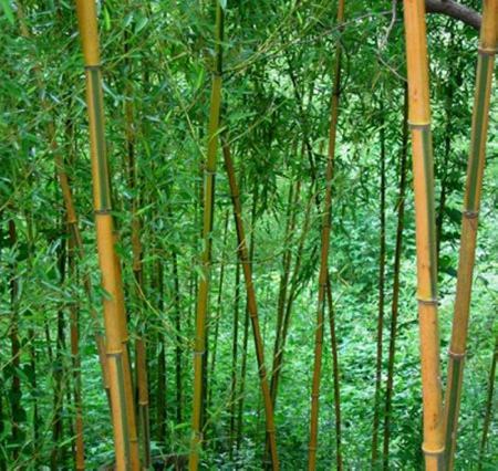 金镶玉竹(禾本科刚竹属植物)