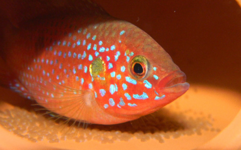 红宝石鱼(鲈形目慈鲷科鱼类)