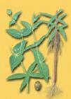 千金子(大戟科植物)