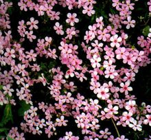 点地梅(报春花科点地梅属植物)