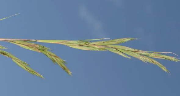 芸香草(禾本科香茅属植物)