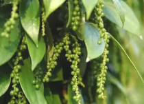 胡椒(胡椒科胡椒属植物)