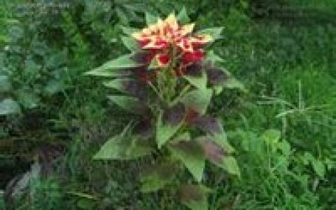 苋(苋科苋属一年生草本植物)