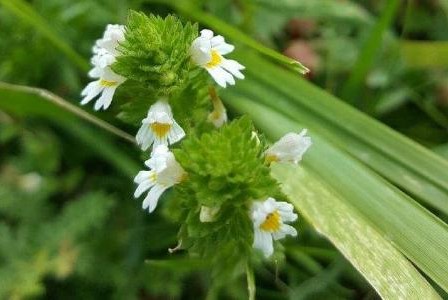 小米草(管状花目玄参科植物)