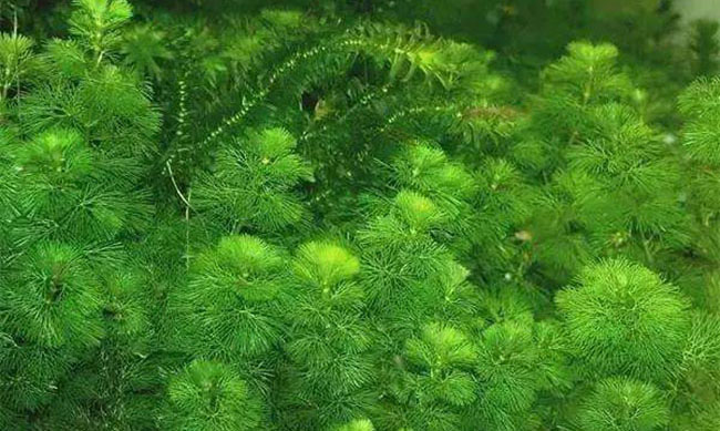 鱼草(睡莲目睡莲科植物)