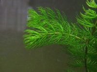 金鱼藻(金鱼藻科金鱼藻属植物)