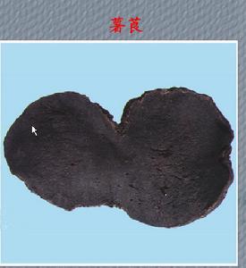 薯莨(薯蓣科薯蓣属植物)