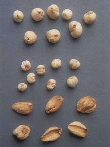 浙贝母(一种多年生草本)