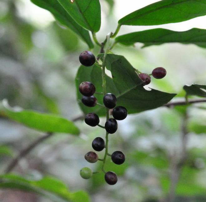 五月茶(中草药)