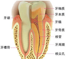 牙科(医院科室)