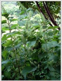 紫苏(唇形科植物)