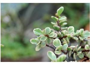 雅乐之舞(马齿苋科马齿苋属植物)