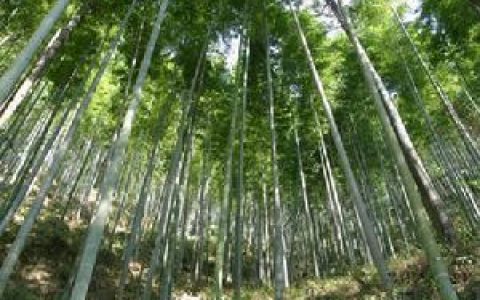 楠竹(毛竹中最名贵和最具实用价值的竹类)