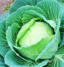 甘蓝菜(十字花科芸薹属植物)