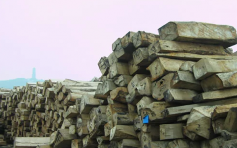 刺猬紫檀(豆科紫檀)